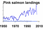 Pink salmon landings **click to enlarge**