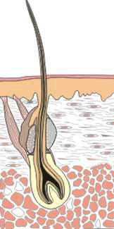  A single hair with its base in a bulbous follicle sticks up and out of the skin surface.