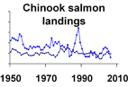 Chinook salmon landings **click to enlarge**