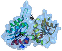 Drug-like molecules (black) can often bind to a protein (colored) in different ways to alter function. For more details, see the structure summary from the Protein Data Bank. Credit: Katrina Lexa