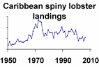 Caribbean spiny lobster landings **click to enlarge**