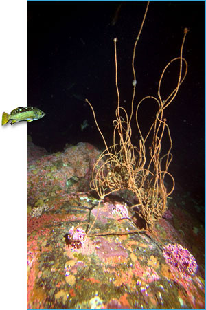 Derelict fishing gear snagged on reef.