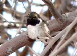 Chilean woodstar. Credit: Cristian Estades / USFWS