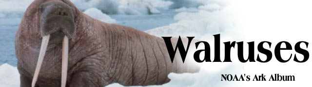 Banner - walruses