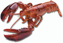 American lobster