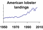 American lobster landings **click to enlarge**