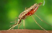 Malaria is transmitted by the Anopheles mosquito.