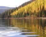 Photograph by Dale Dufour of larch trees golden against Lindbergh Lake reflection.