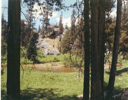 Photo of a woodland scene with a stream. 