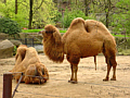 Photo of two camels in the zoo.