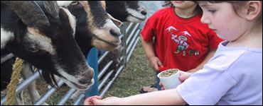 Photo: Children feeding goats