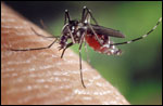 Photo: Aedes albopictus mosquito