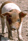 This pig has been engineered to look human—to the human immune system.