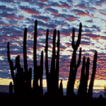 sunrise colors behind an organ pipe cactus