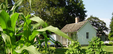 A small white cottage as seen through tall green corn stalks.