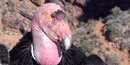 A curious California condor