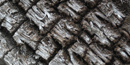 detail of alligator junpier bark