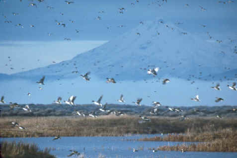 Pintails take flight at Lower Klamath Refuge, Photo: Dave Menke