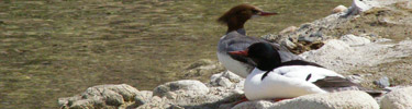 Common Mergansers on the Shore of Lake Mead