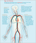 Diagram of age and arteries