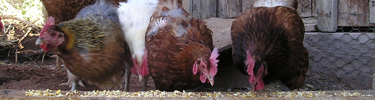 Chickens at Pipe Spring.