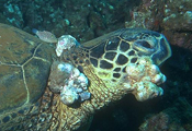 green turtle with FP, © Ursula Keuper-Bennett/Peter Bennett