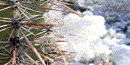 Snow on the spines of a Saguaro Cactus