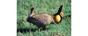 The refuge's namesake, the Attwater's prairie chicken, was once abundant on the Texas coastal prairies.  Today, their numbers have been reduced to two small flocks.   