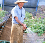 watering the plants outdoors