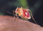 Imagen del mosquito