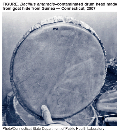 FIGURE. Bacillus anthracis–contaminated drum head made from goat hide from Guinea — Connecticut, 2007