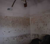 room with mold on walls
