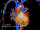 Illustration of a heart. - Click to enlarge in new window.