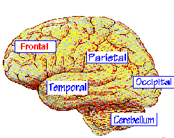 Diagram of the different areas of the brain.