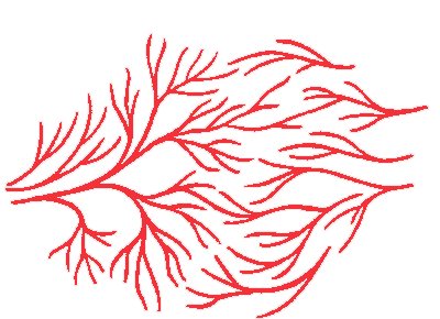 Image of blood vessels.
