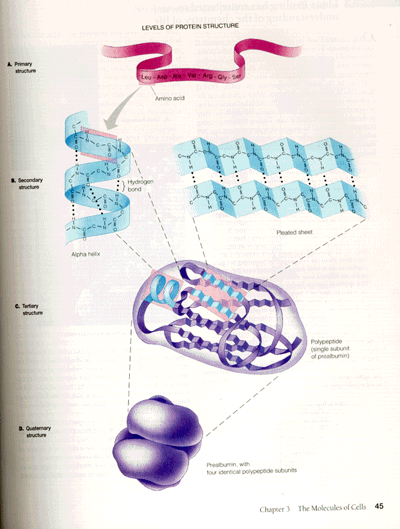 This illustration of the levels of protein structure is taken from BIOLOGY: CONCEPTS & CONNECTIONS by Neil A. Campbell, Lawrence G. Mitchell, and Jane B. Reece. Copyright 1994 by The Benjamin/Cummings Publishing Company, Inc. Reproduced by permission. 