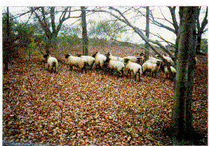 a herd of sheep