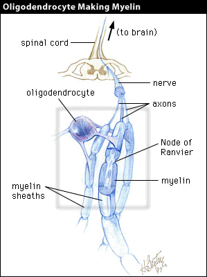 Diagram of an oligodendrocyte making myelin.