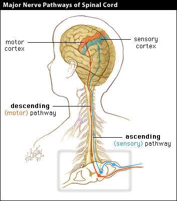 Diagram of major nerve pathways in the spinal cord.