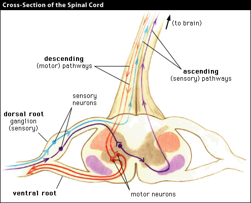 Diagram of a cross-section of the spinal cord.