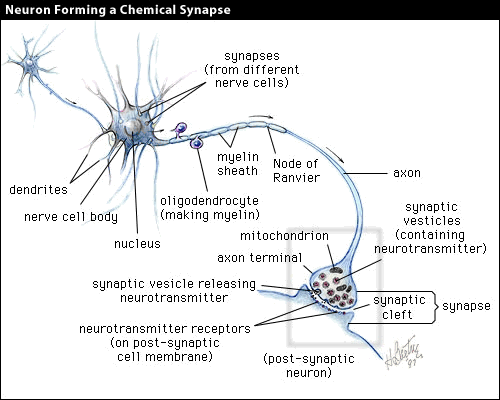 Diagram of a neuron forming a chemical synapse.