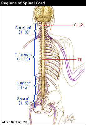  Dorsal view of spinal cord shows the cervical, thoracic, sacral, and lumbar regions.