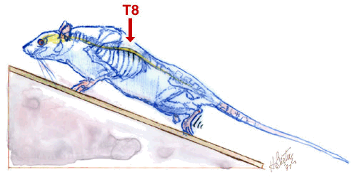 Laboratory rats with severed spinal cords that received a combination of treatments show partial recovery of hindlimb movement. "T8" marks the position of the eighth thoracic segment of the spinal cord, the site of the original surgery.