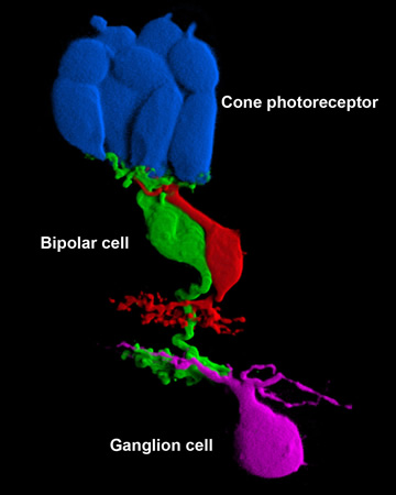 Retinal neurons reconstructed from confocal images