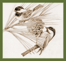 drawing of black-capped chickadees