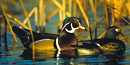 A pair of wood ducks.