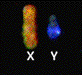 Picture of an X and Y chromosome.