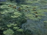 Screen capture from the video of a Claude Monet painting.