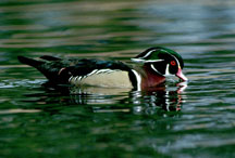 Wood Duck on restored wetland