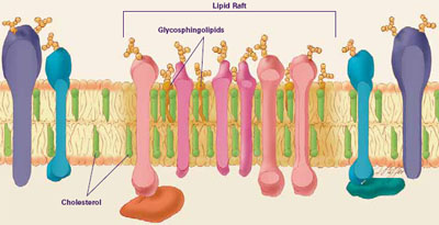 Lipid Raft.